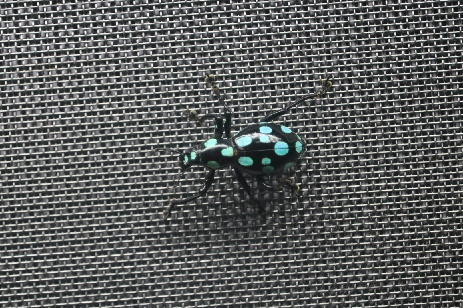 Pachyrhynchine Weevil (Pachyrhynchus sarcitis kotoensis)