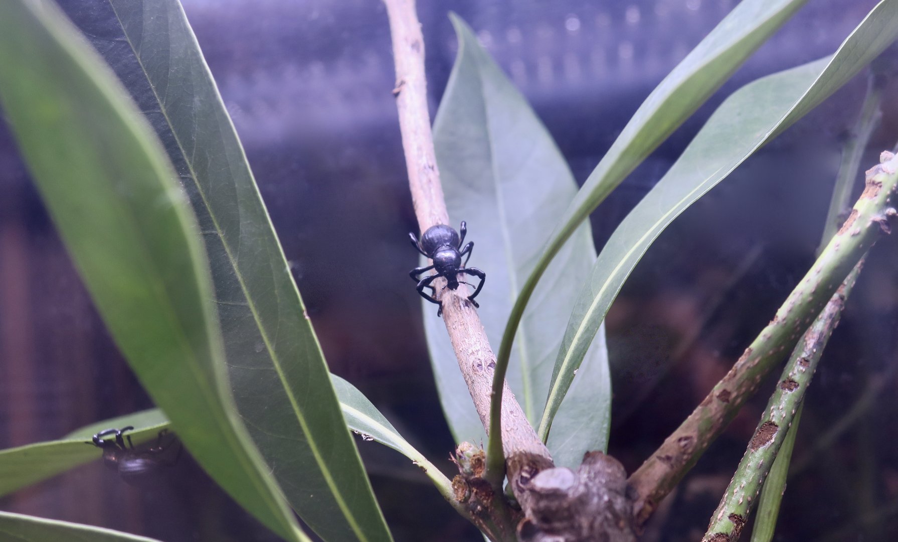 Pachyrhynchus infernalis, a weevil