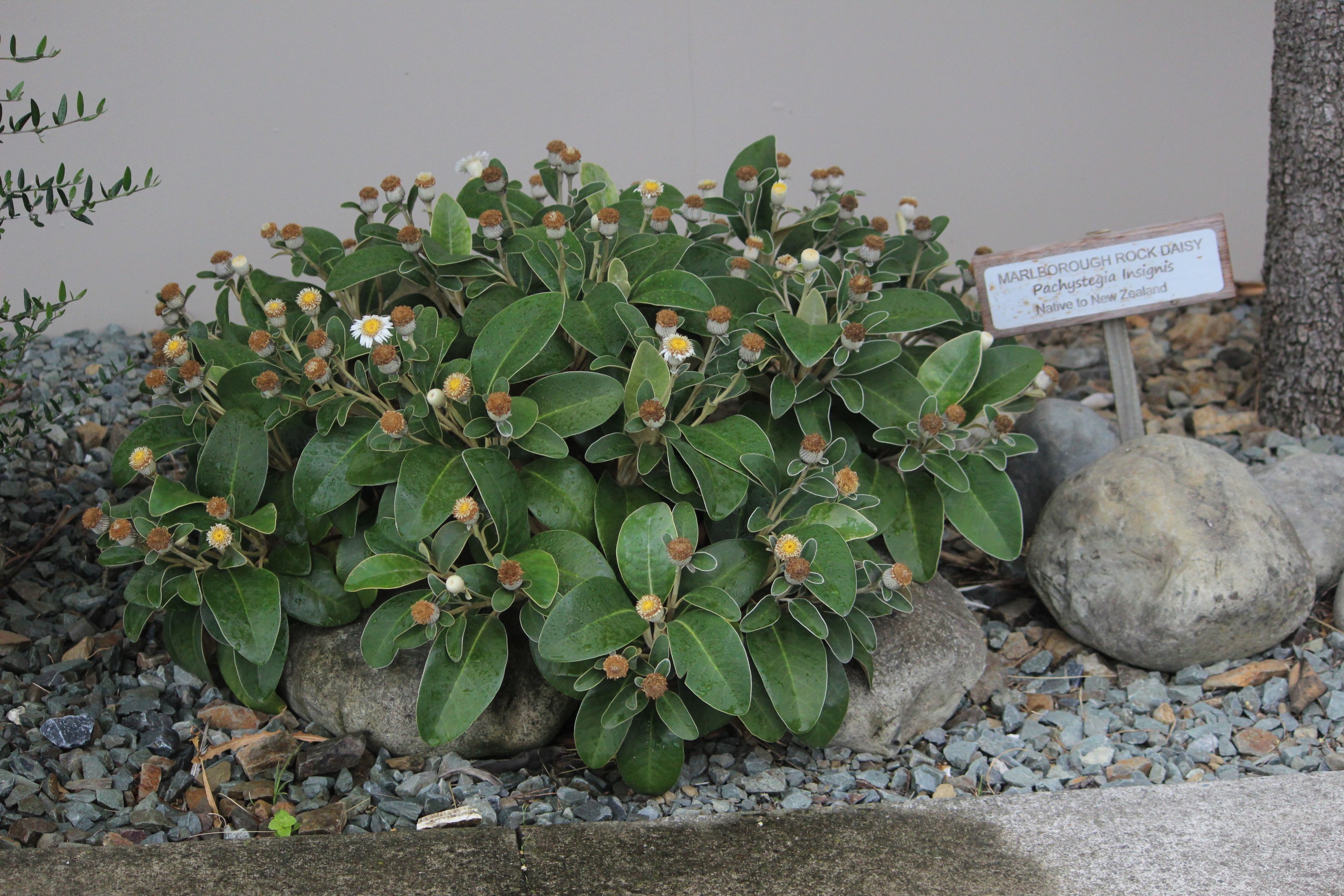 Pachystegia insignis, Omaka Aviation Heritage Centre