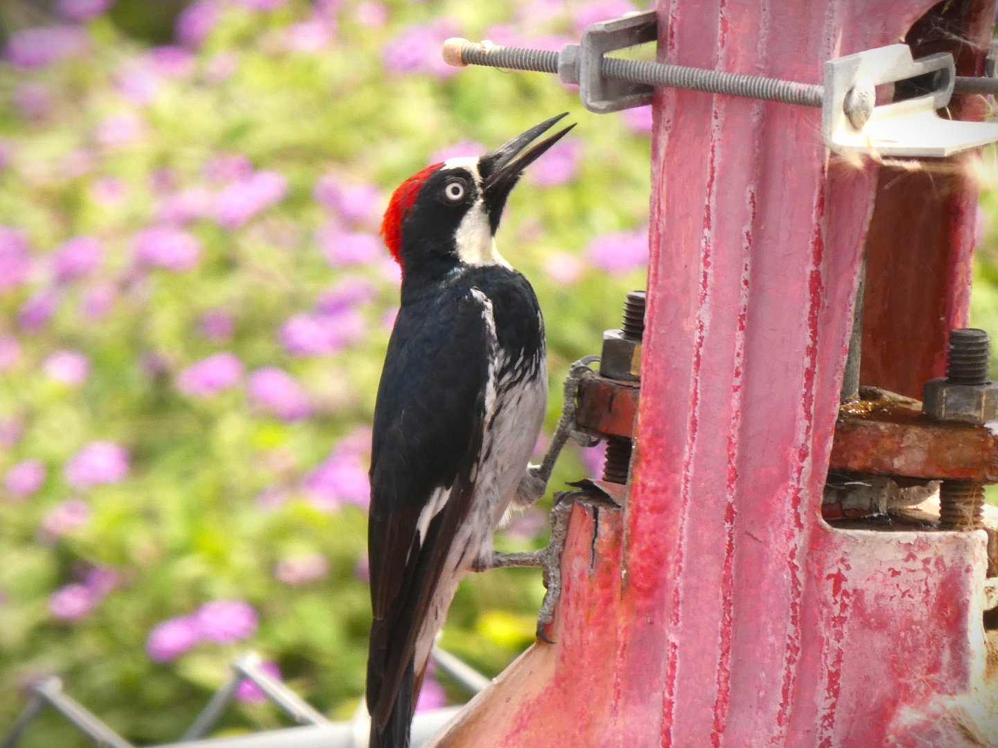 Pacific Acorn Woodpecker