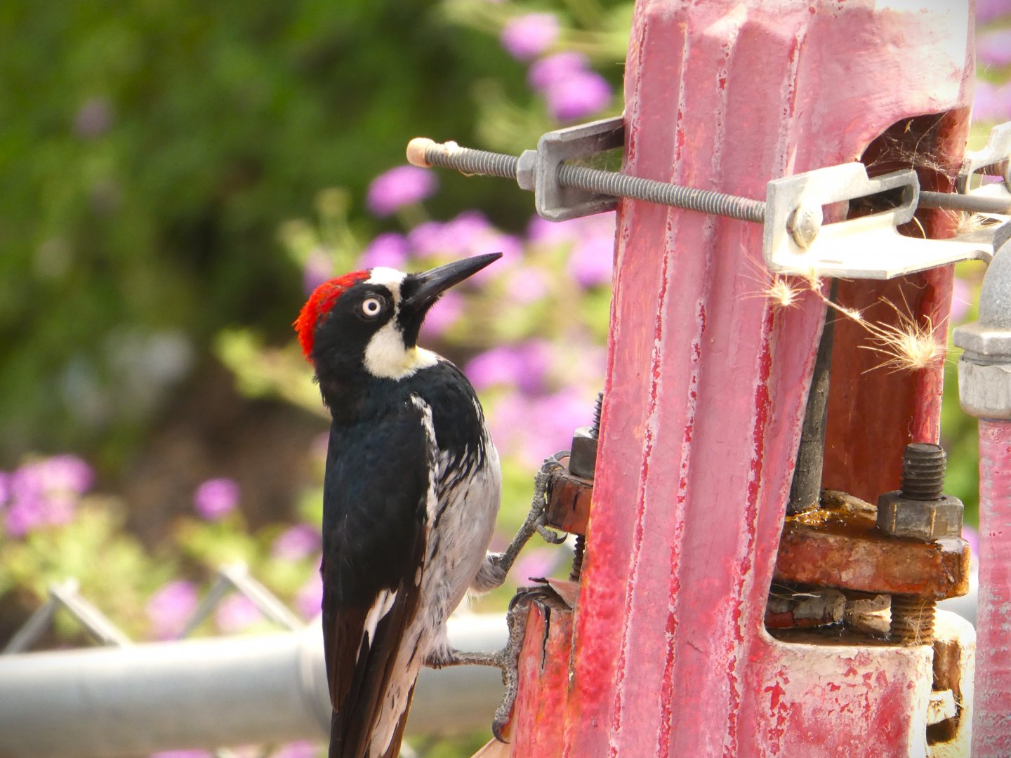 Pacific Acorn Woodpecker