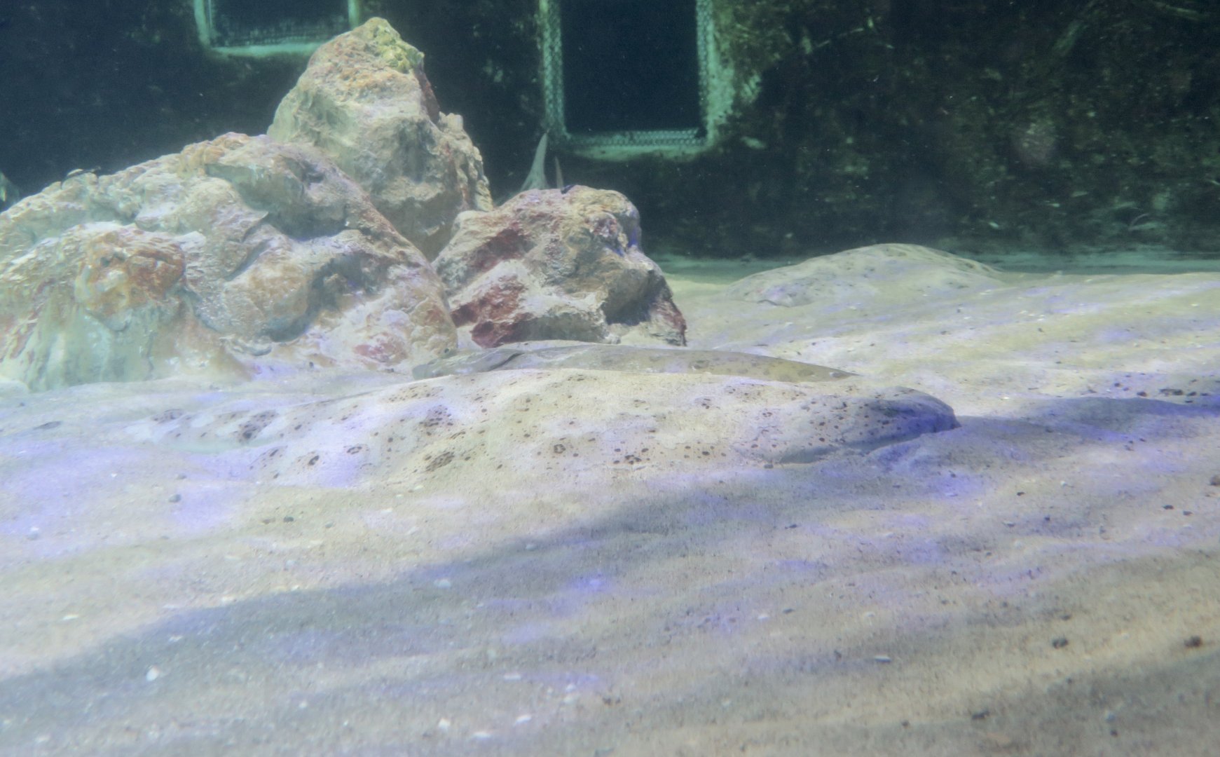 Pacific Angelshark (Squatina californica)