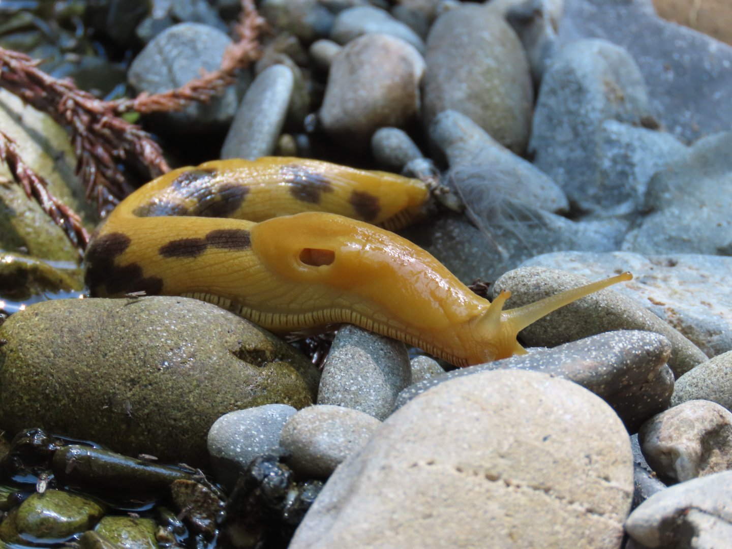 Pacific Banana Slug (Ariolimax columbianus)