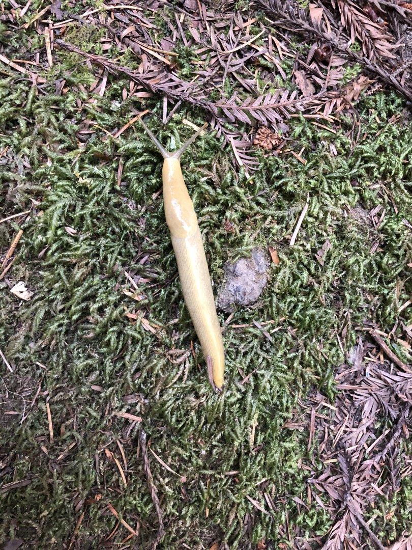 Pacific banana slug
