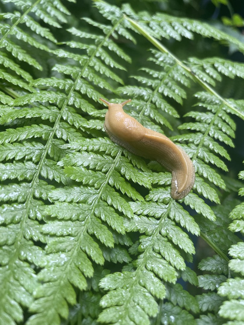 Pacific banana slug