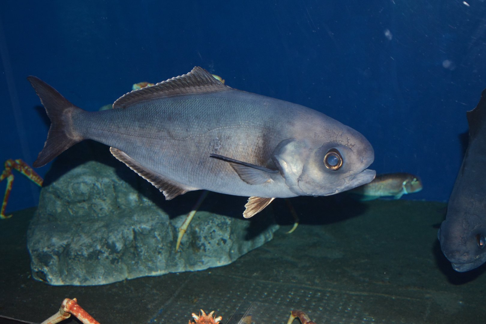 Pacific barrelfish (Hyperoglyphe japonica)