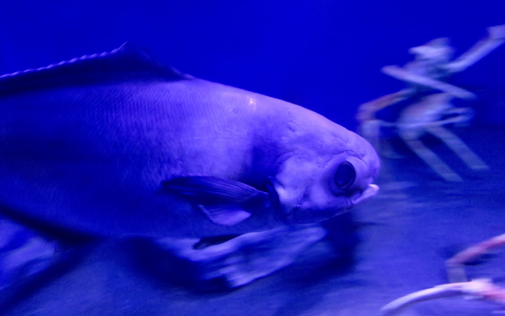 Pacific Barrelfish (Hyperoglyphe japonica)
