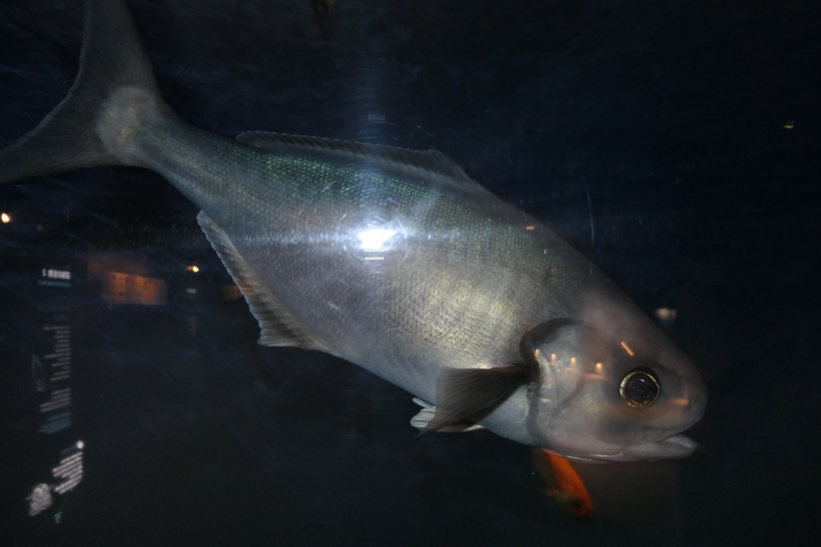 Pacific Barrelfish (Hyperoglyphe japonica)