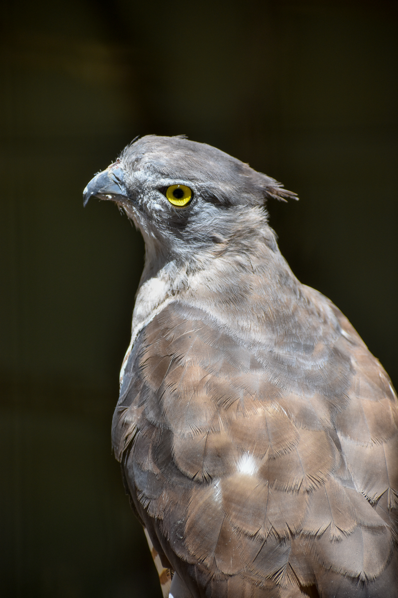 Pacific Baza (Aviceda subcristata)