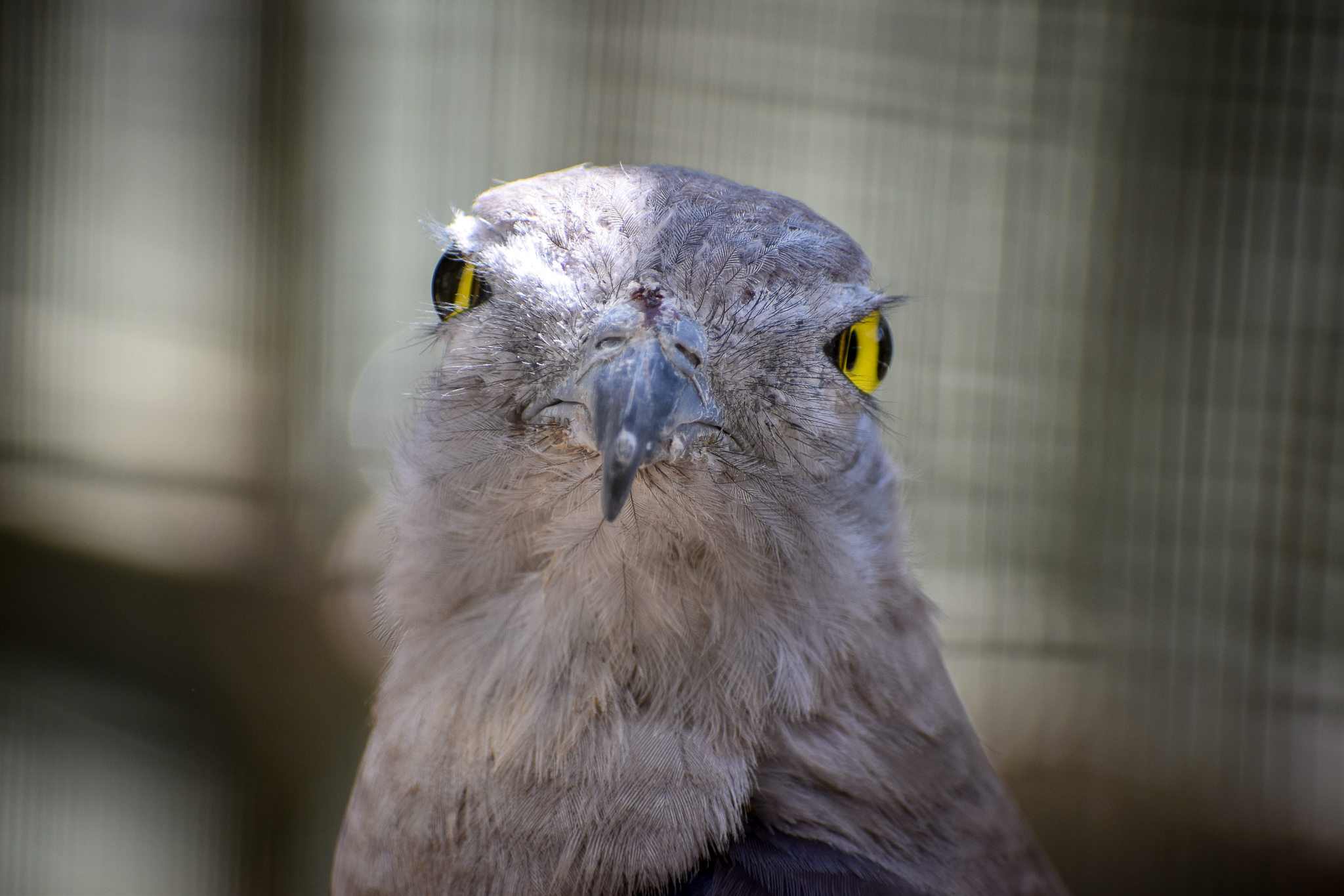 Pacific Baza (Aviceda subcristata)