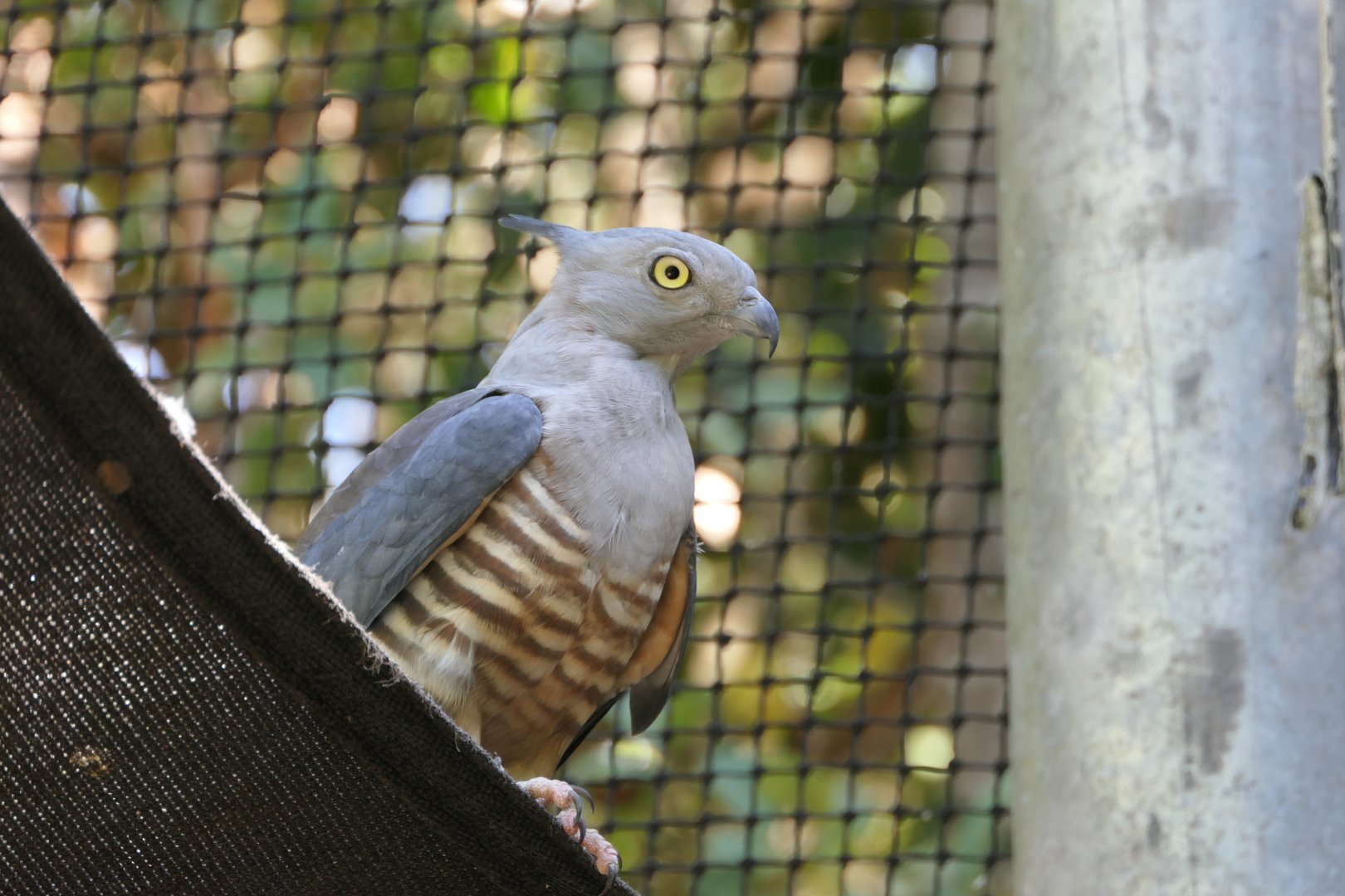 Pacific Baza (Aviceda subcristata)