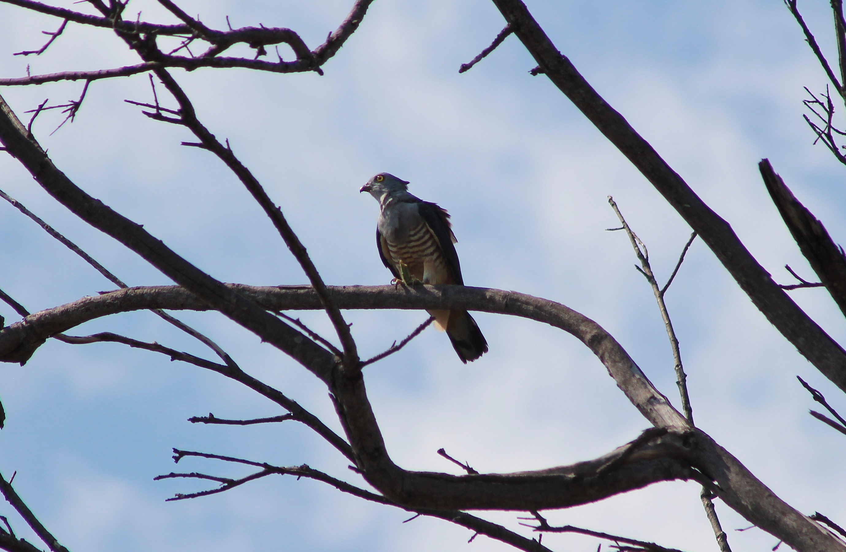 Pacific Baza (Aviceda subcristata)