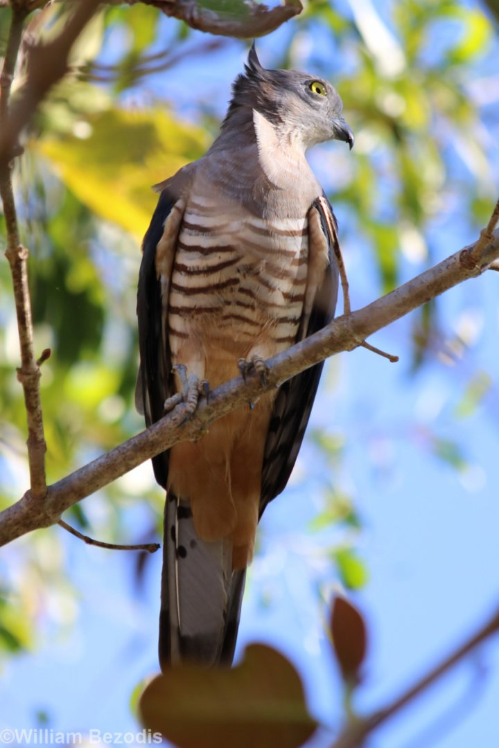 Pacific Baza - Howard Springs