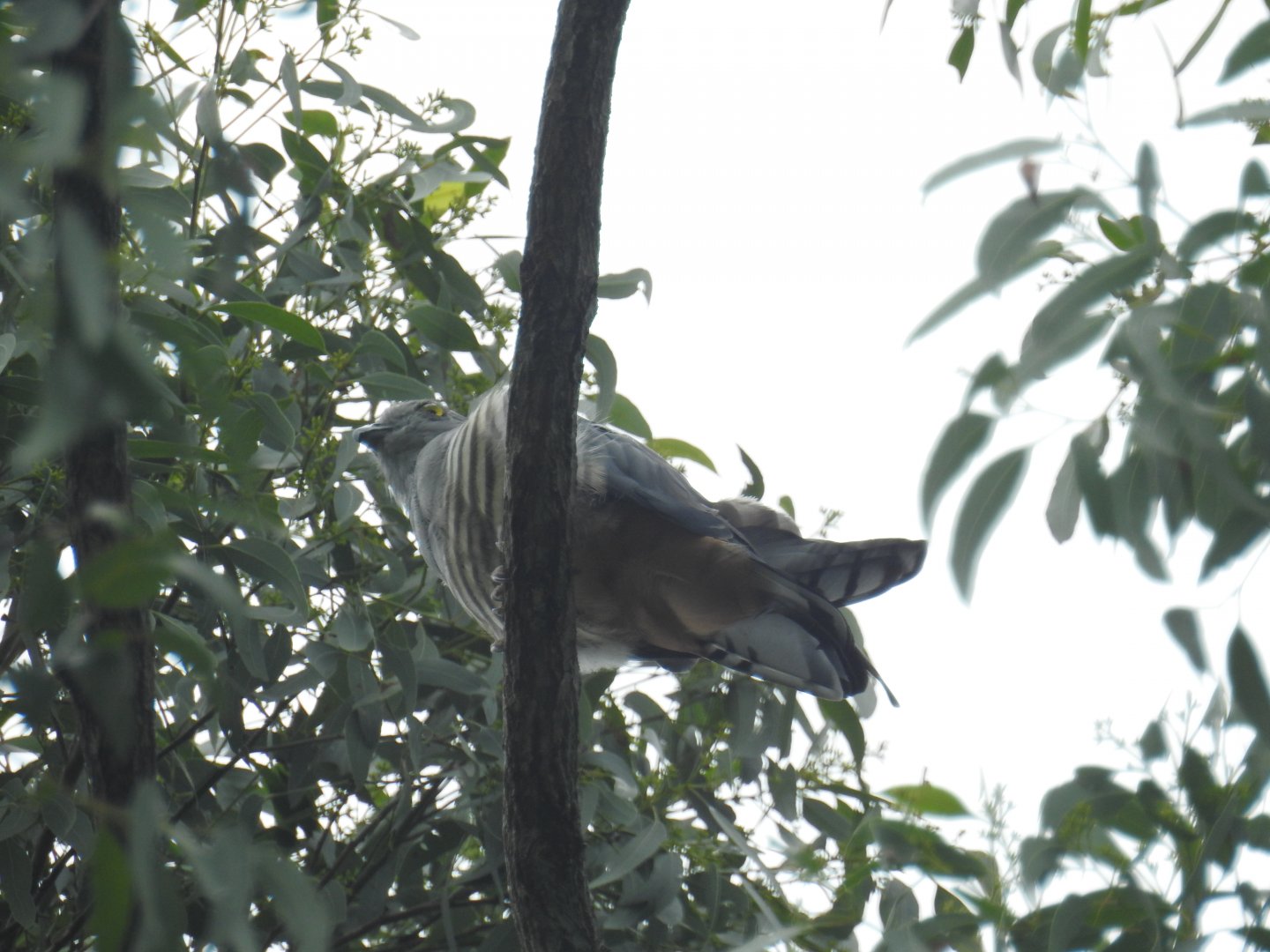 Pacific Baza - Kumbartcho Sanctuary (Moreton Bay)