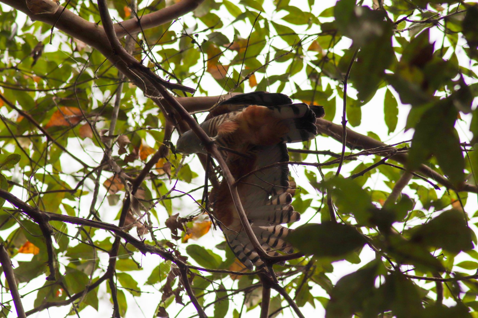 Pacific Baza with a Stick Insect