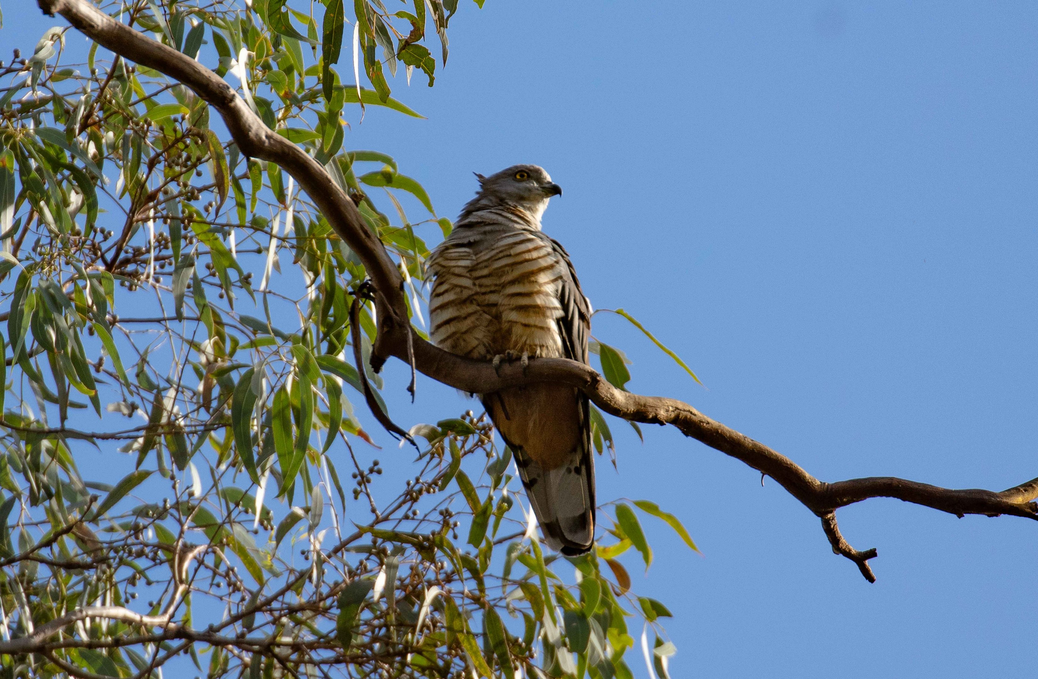 Pacific Baza