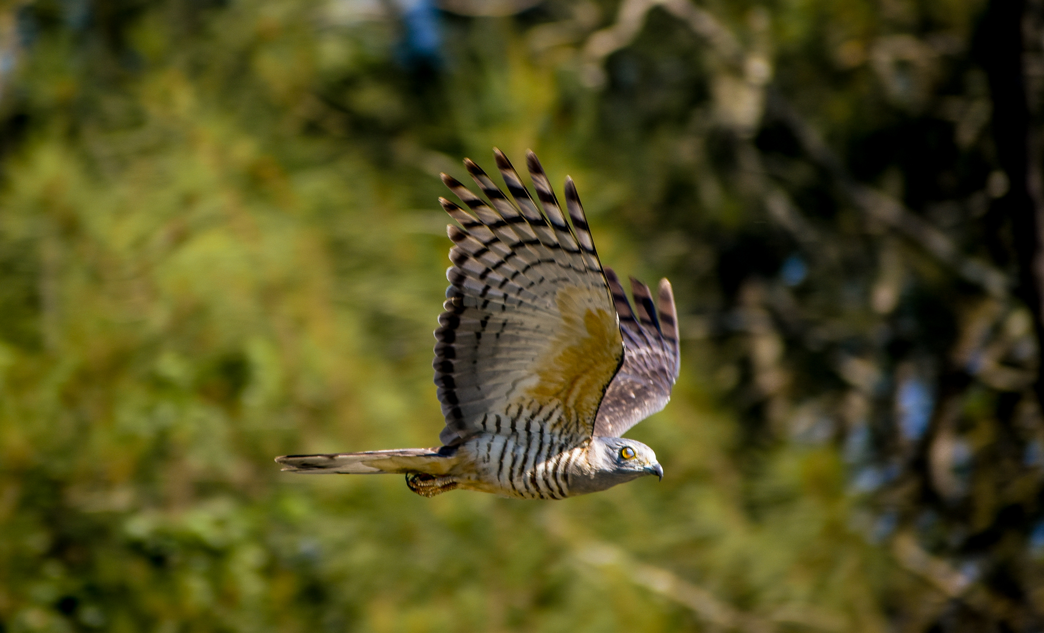 Pacific Baza