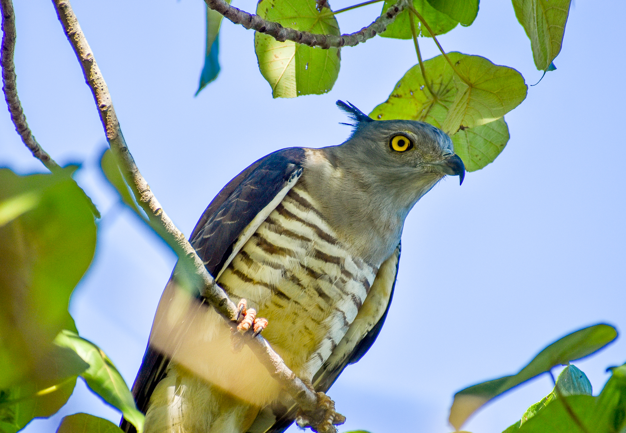 Pacific Baza