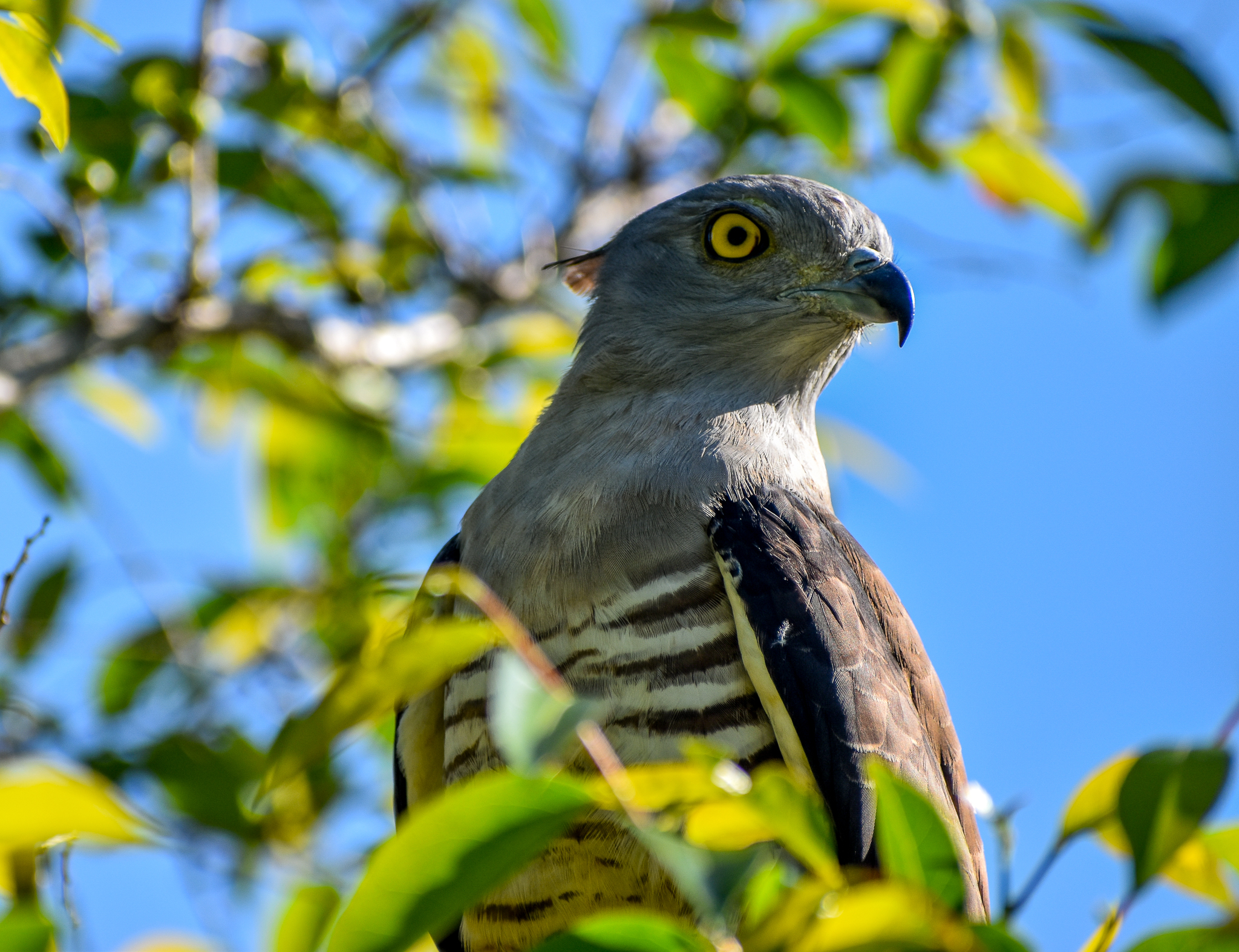Pacific Baza
