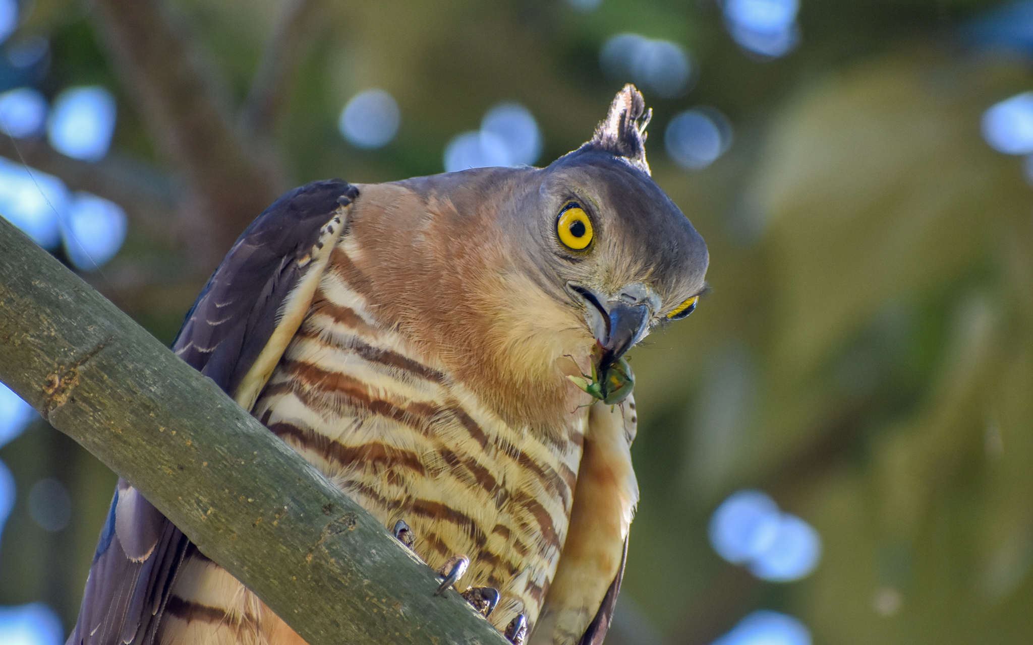 Pacific Baza