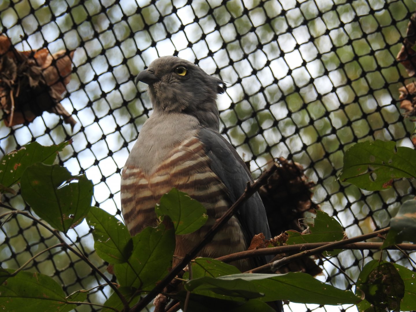 Pacific Baza