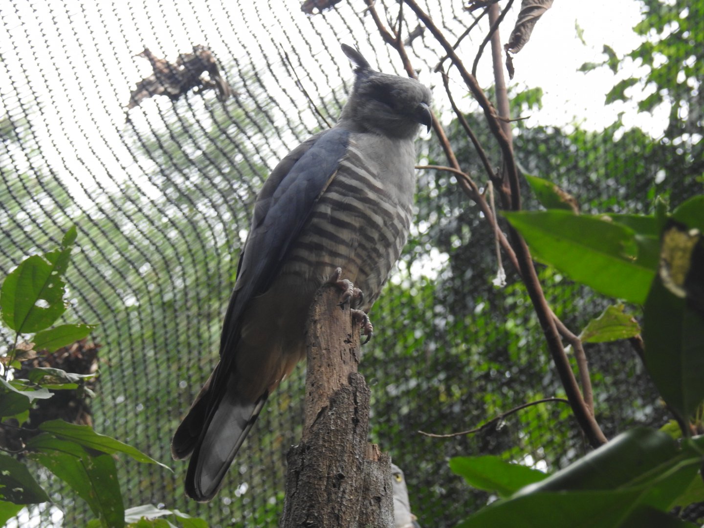 Pacific Baza