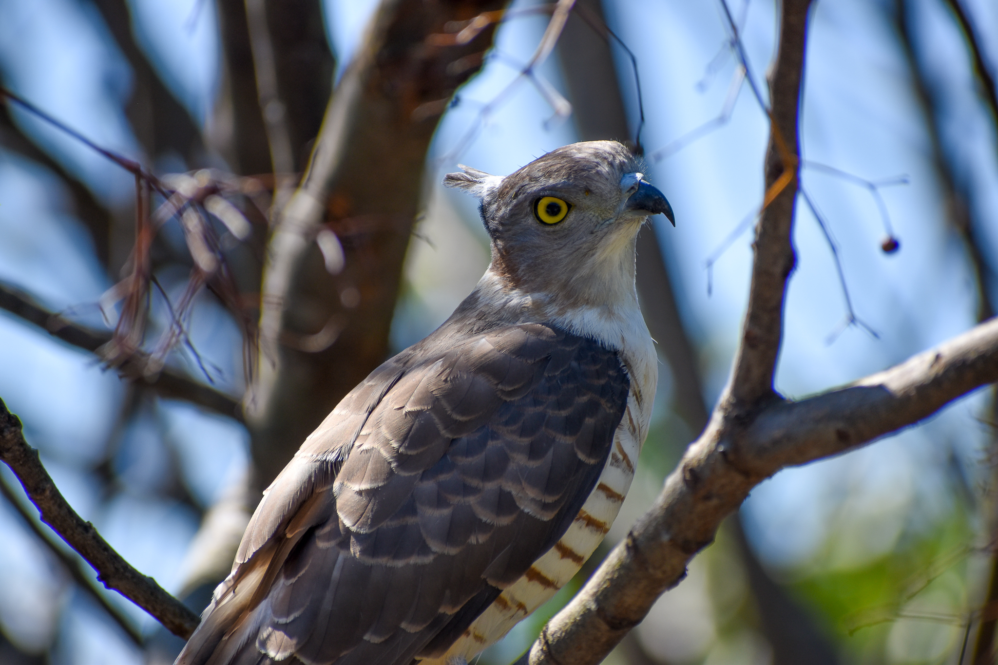 Pacific Baza