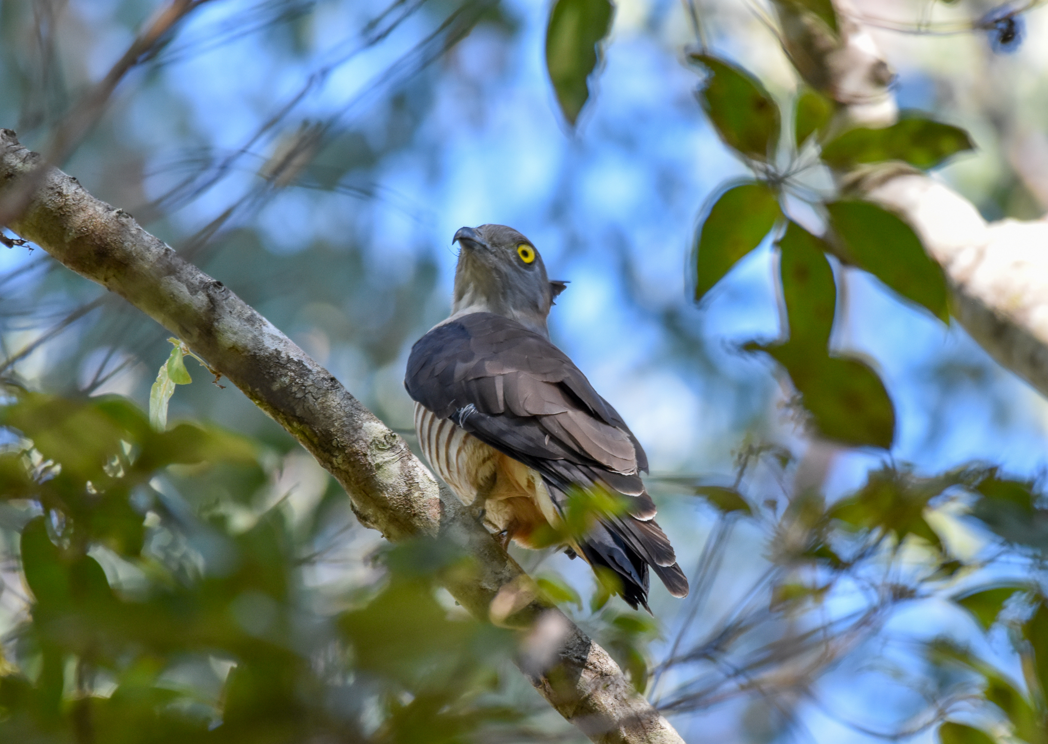 Pacific Baza