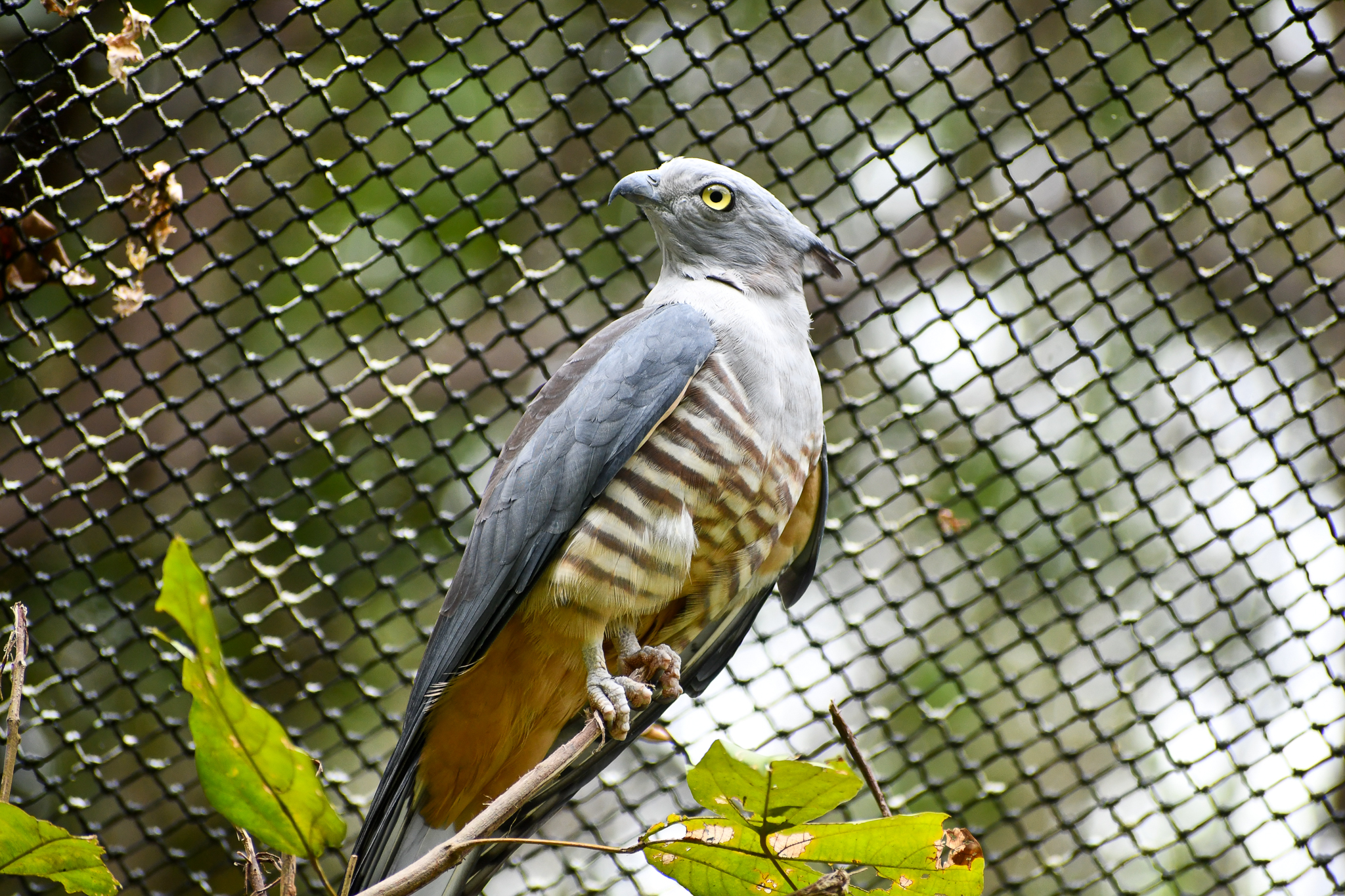 Pacific Baza