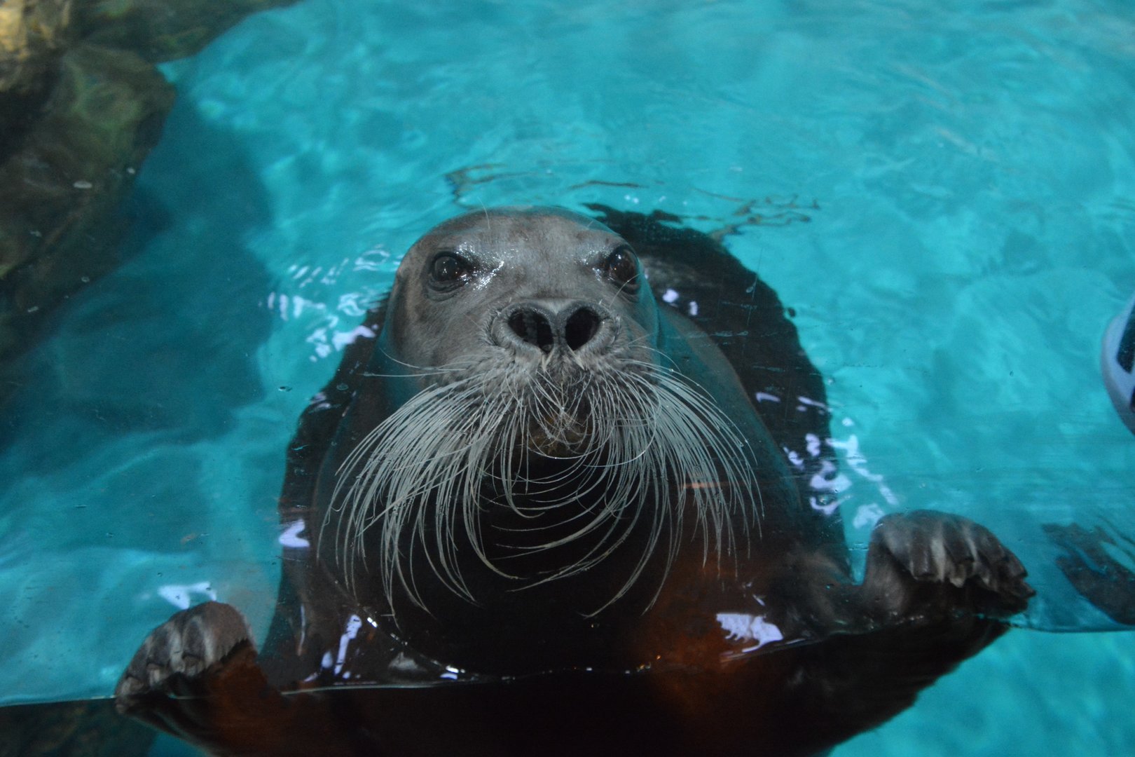 Pacific bearded seal (Erignathus barbatus nauticus)