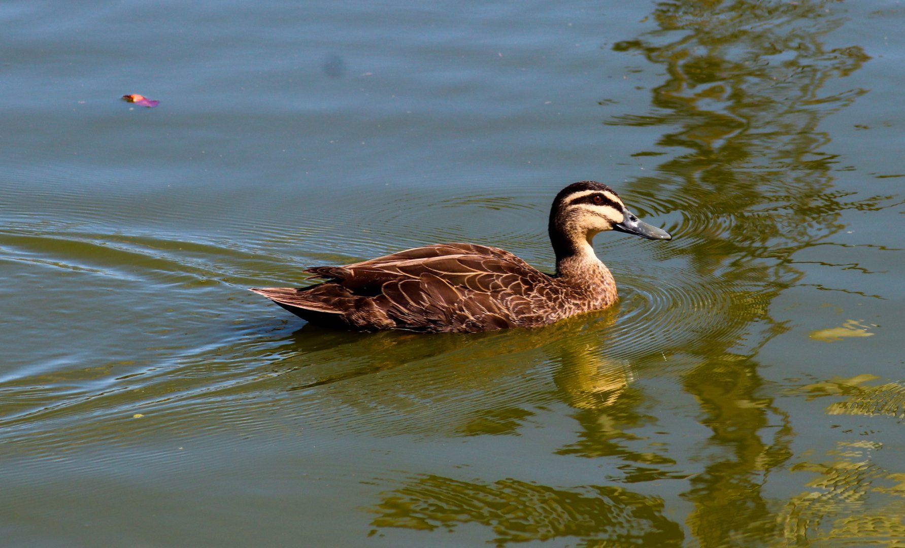 Pacific Black Duck (Anas superciliosa) - December 2018