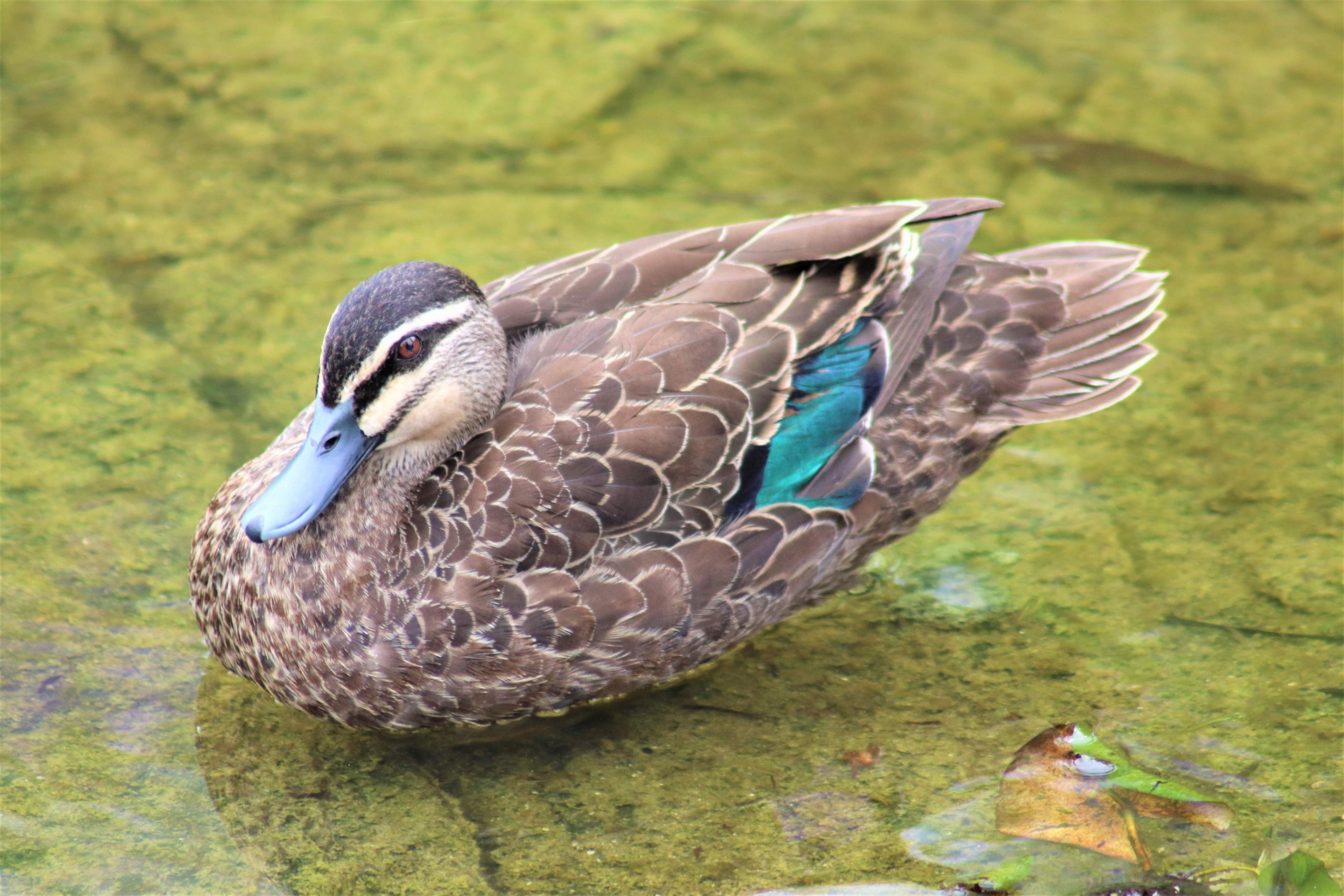 Pacific Black Duck (Anas superciliosa)