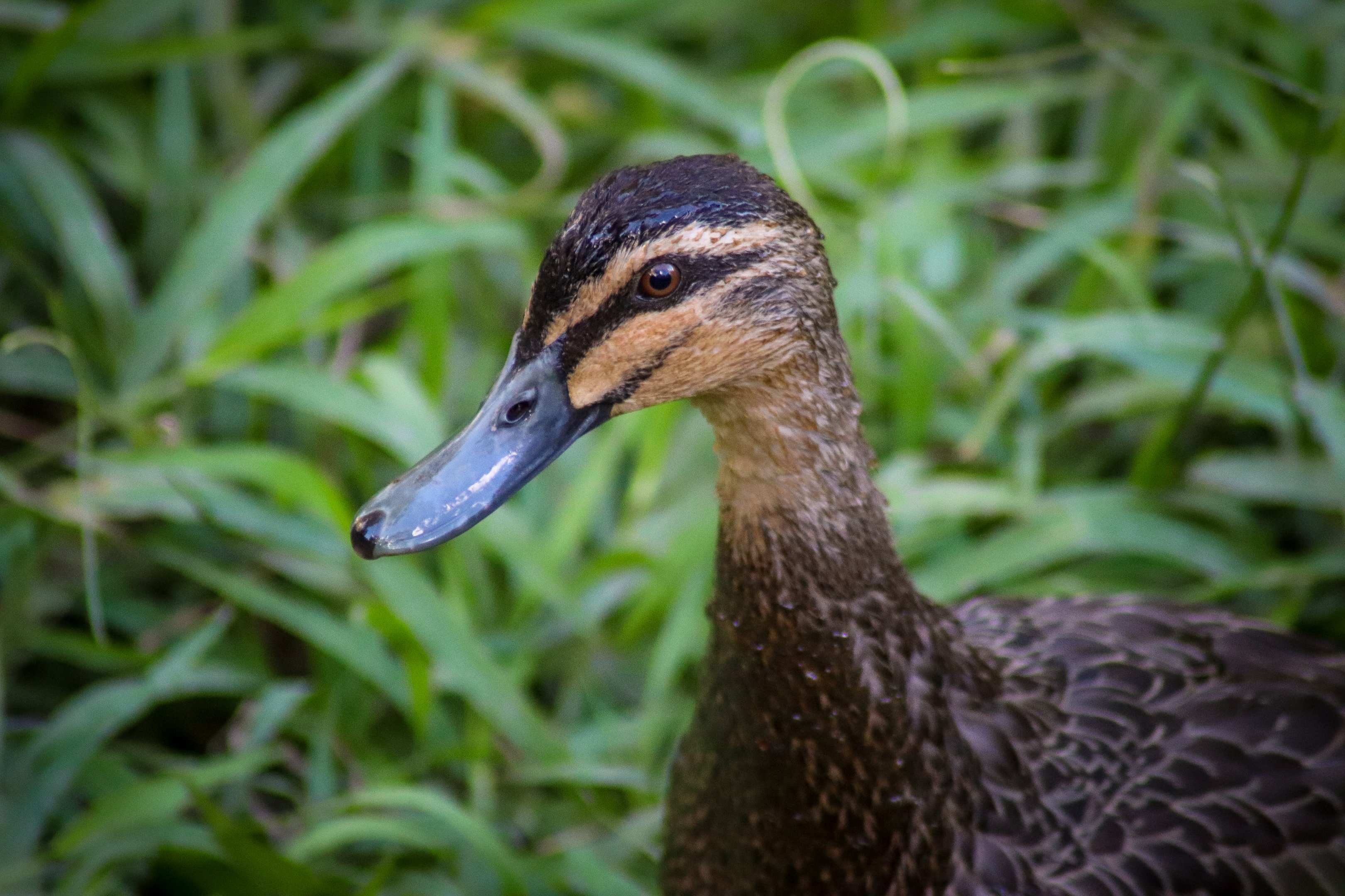 Pacific Black Duck (Anas superciliosa)