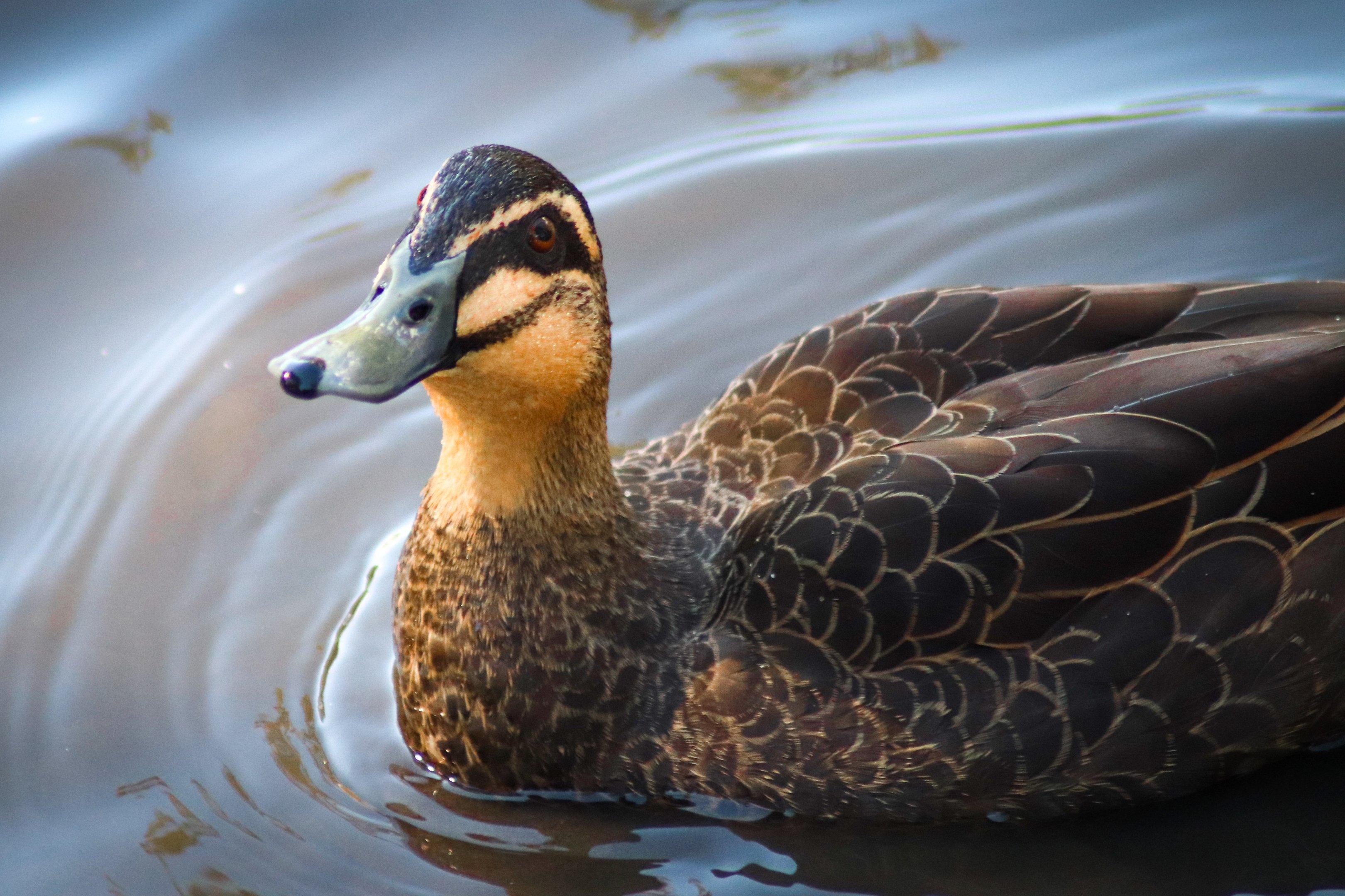 Pacific Black Duck (Anas superciliosa)