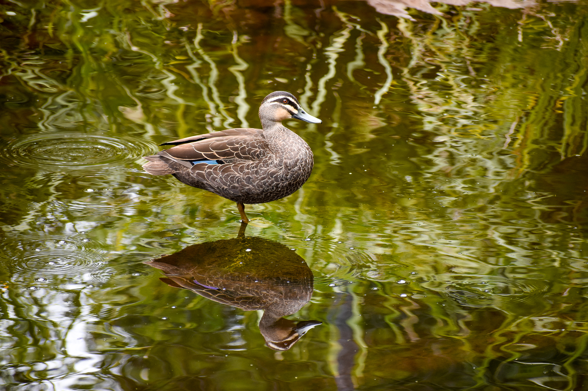 Pacific Black Duck (Anas superciliosa)