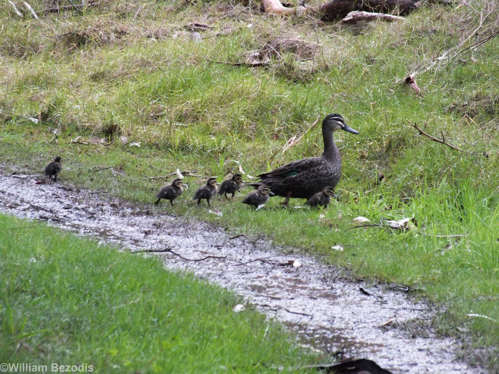 Pacific Black Duck and Ducklings