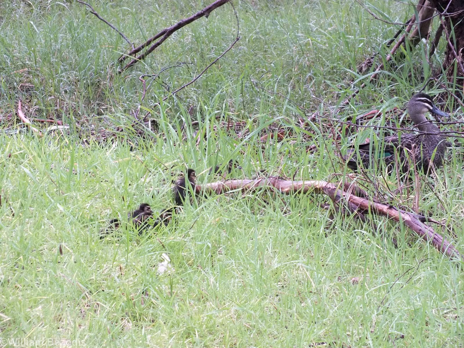 Pacific Black Duck and Ducklings