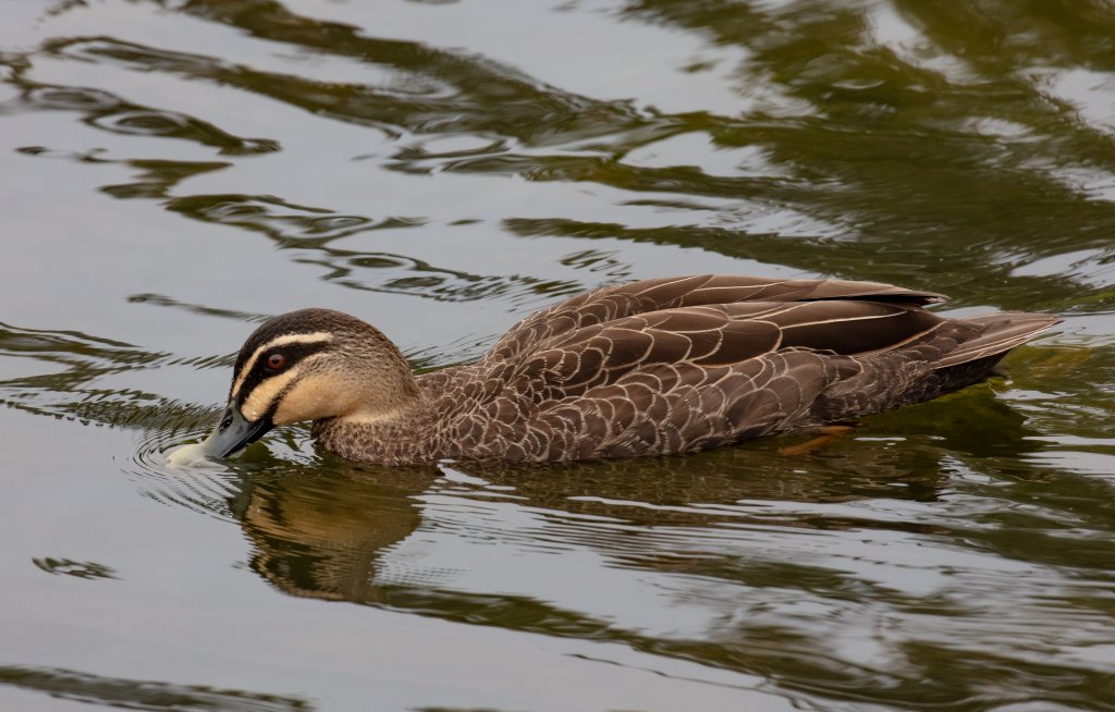 Pacific Black Duck - wild bird