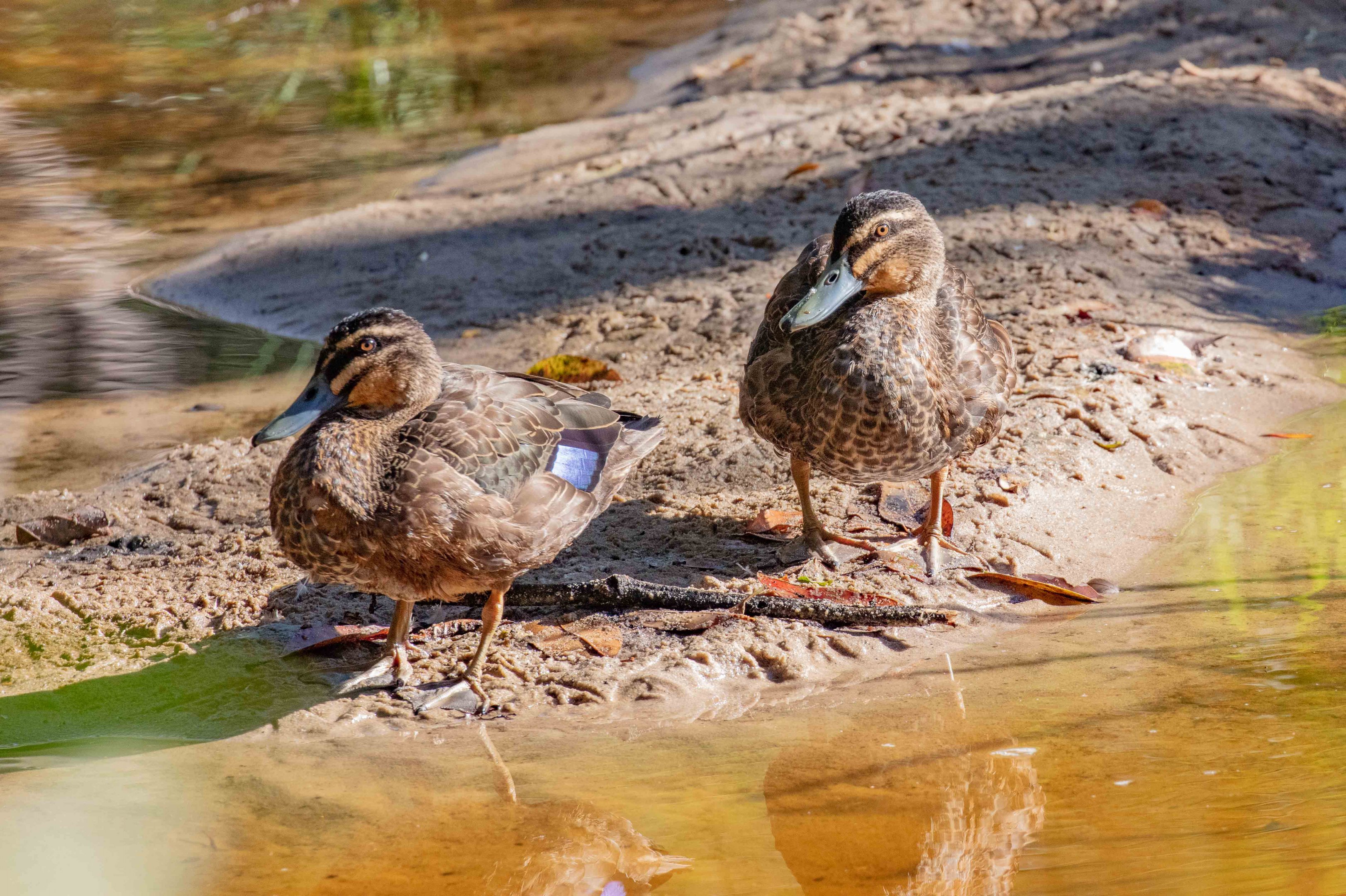 Pacific Black Duck x Mallard hybrids