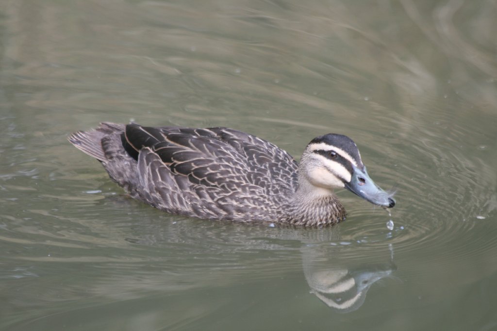 Pacific Black Duck