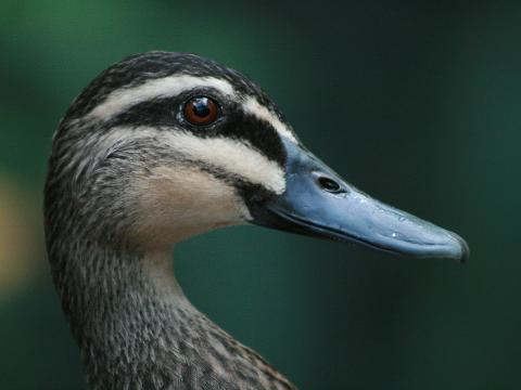 Pacific Black Duck