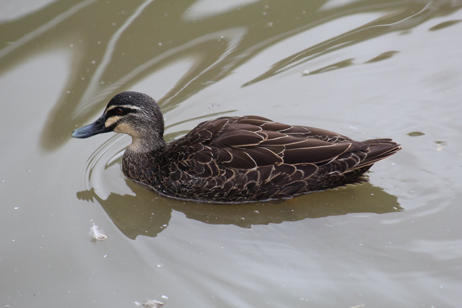 Pacific Black Duck