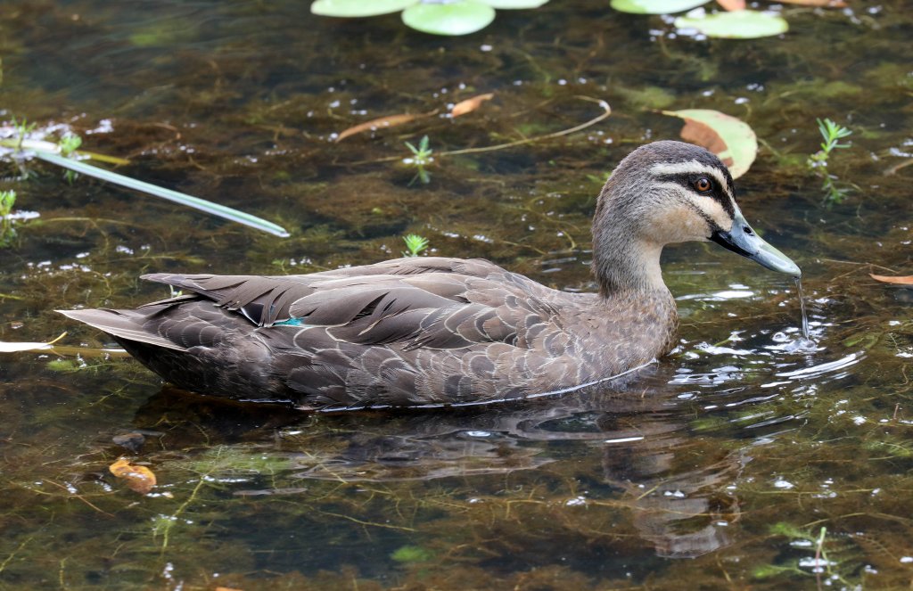 Pacific Black Duck