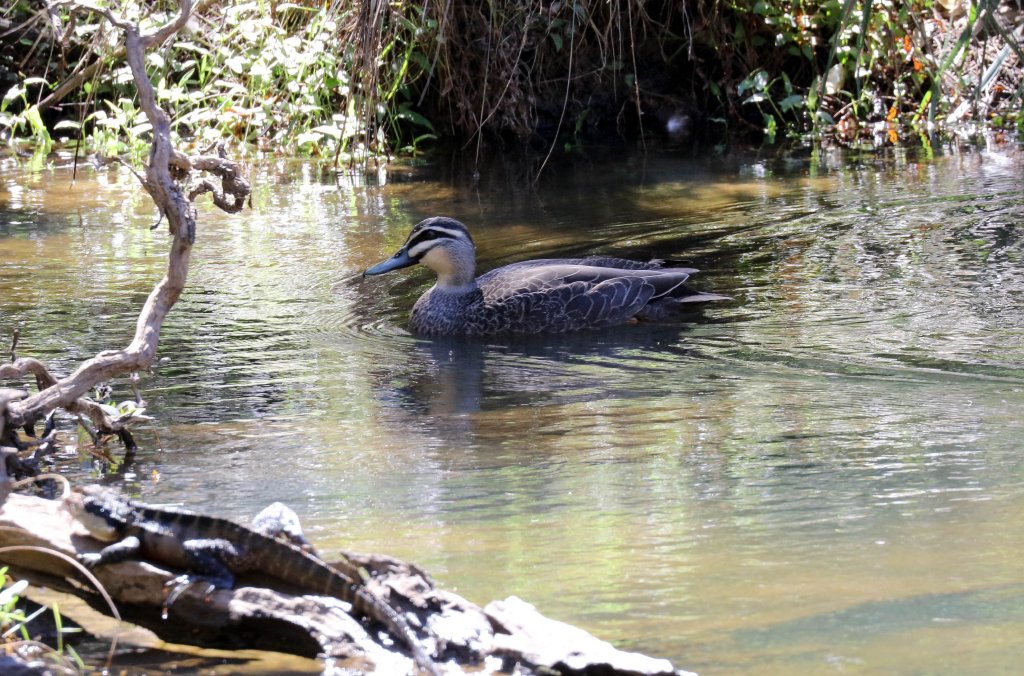 Pacific Black Duck