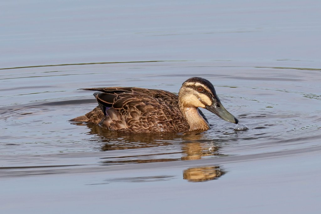 Pacific Black Duck