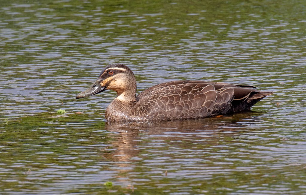 Pacific Black Duck