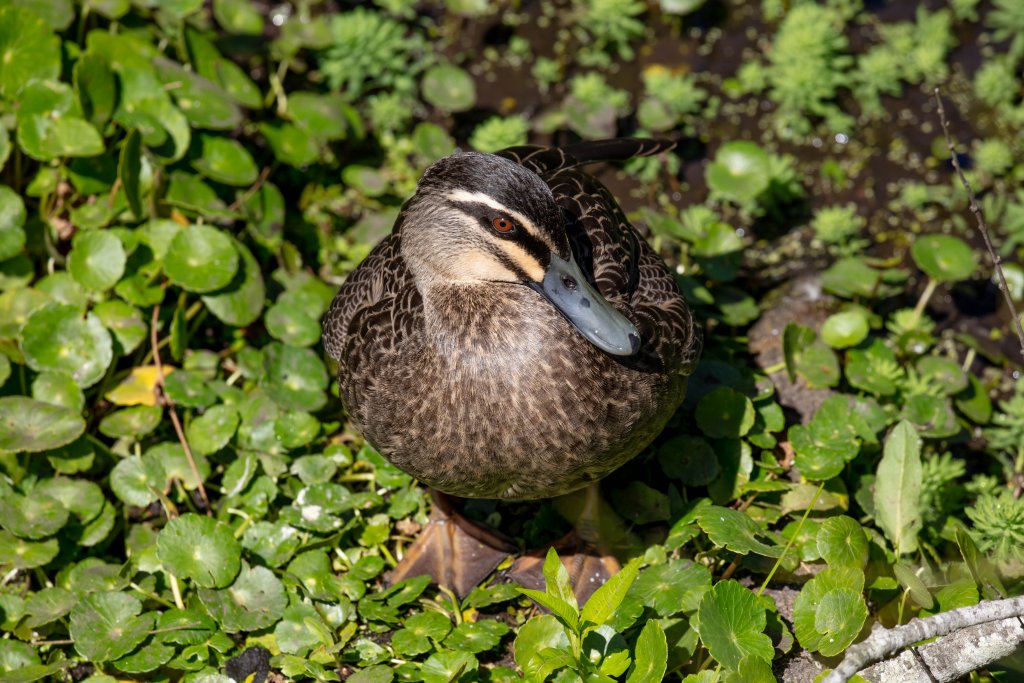 Pacific Black Duck