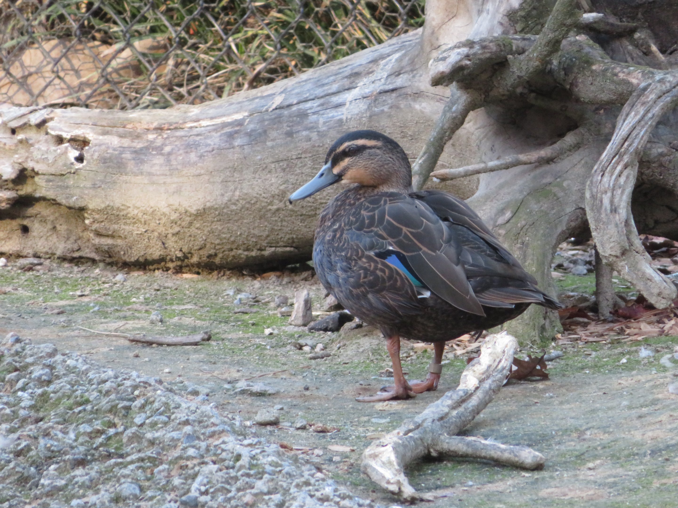Pacific Black Duck