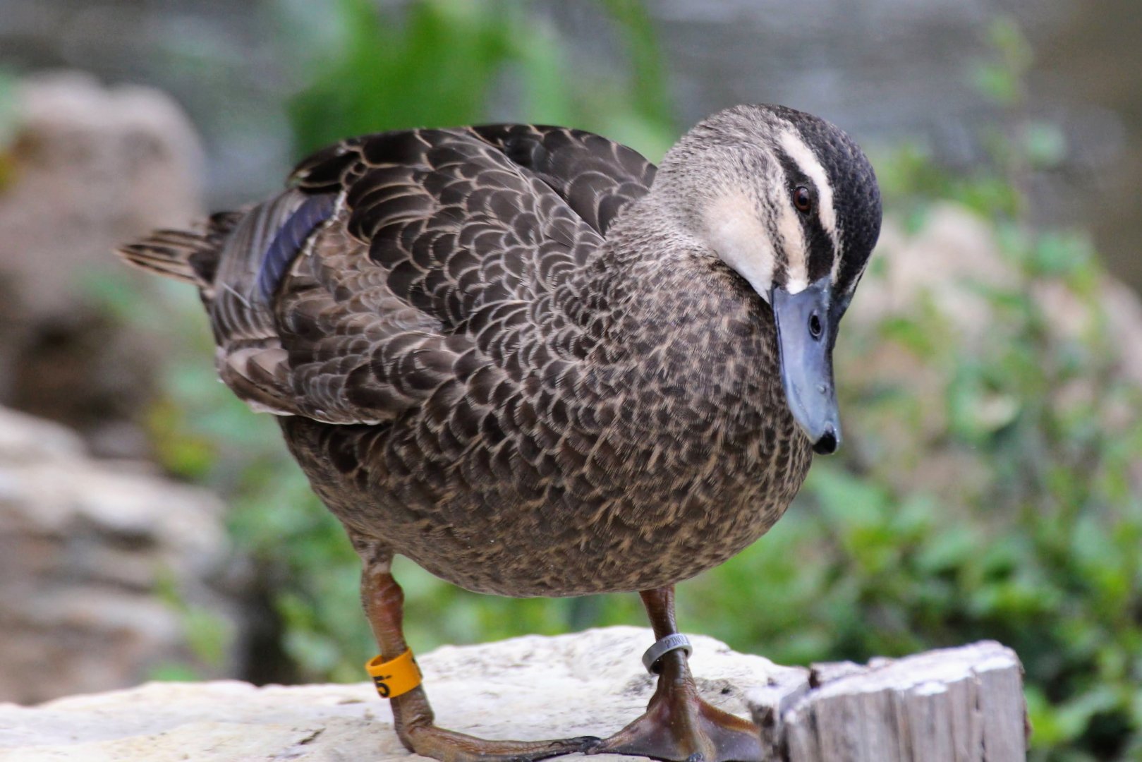 Pacific Black Duck