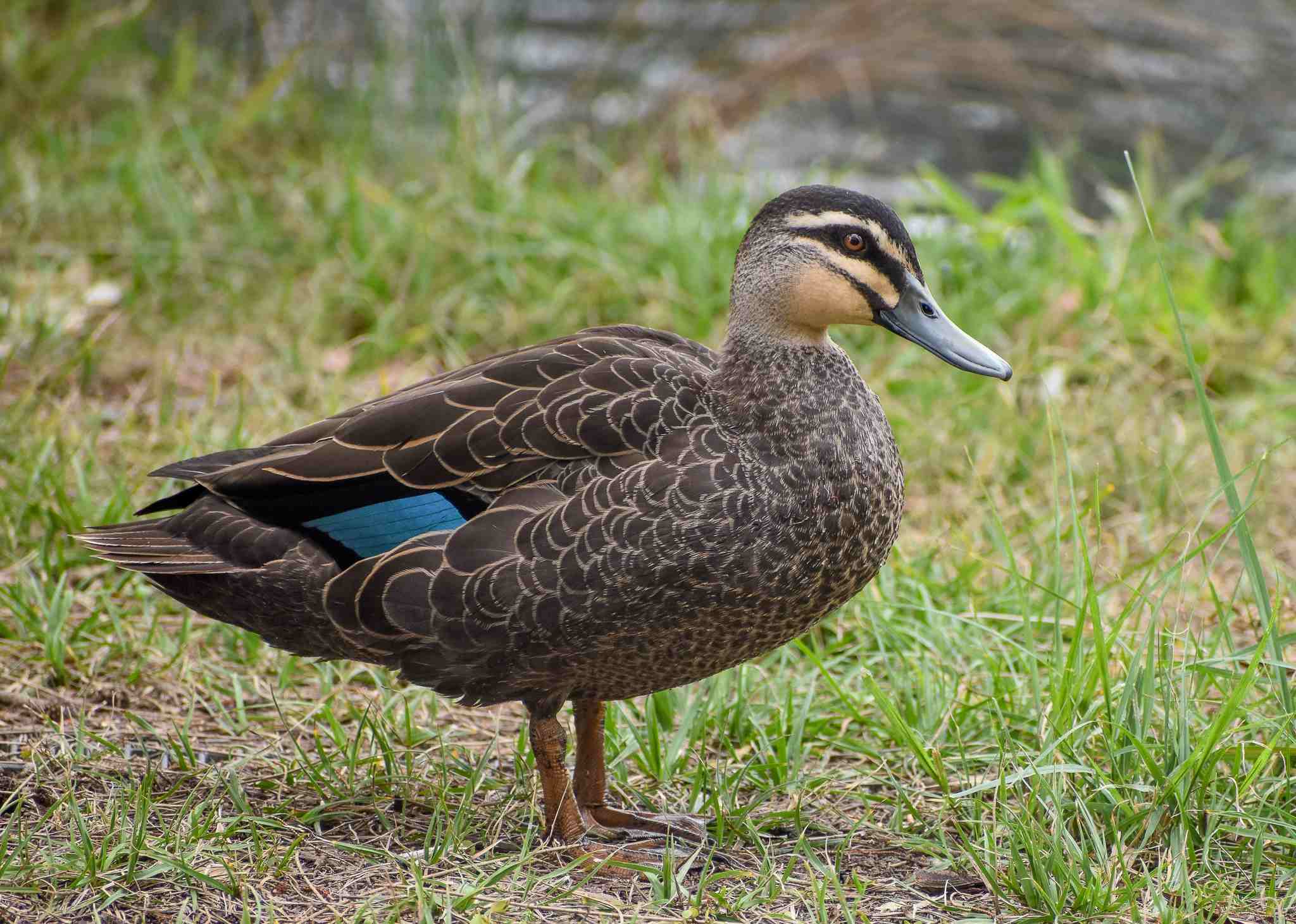Pacific Black Duck